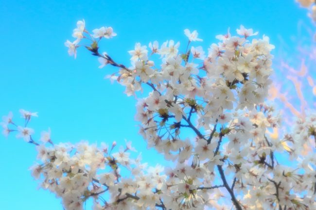 桜は未来の希望のために散る