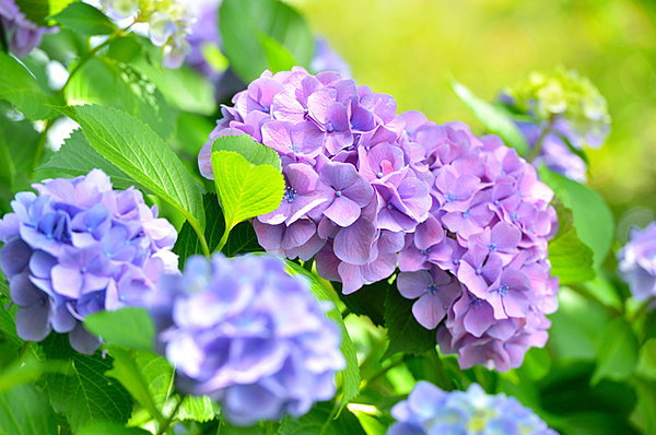 介護老人保健施設アーバンケア 美しい紫陽花を咲かせてみませんか