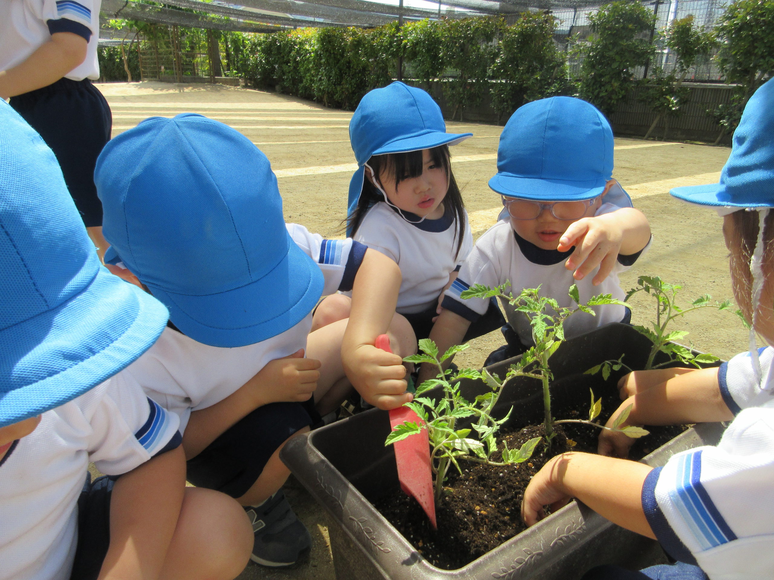 野菜を植えたよ！【3歳児・らべんだー組】