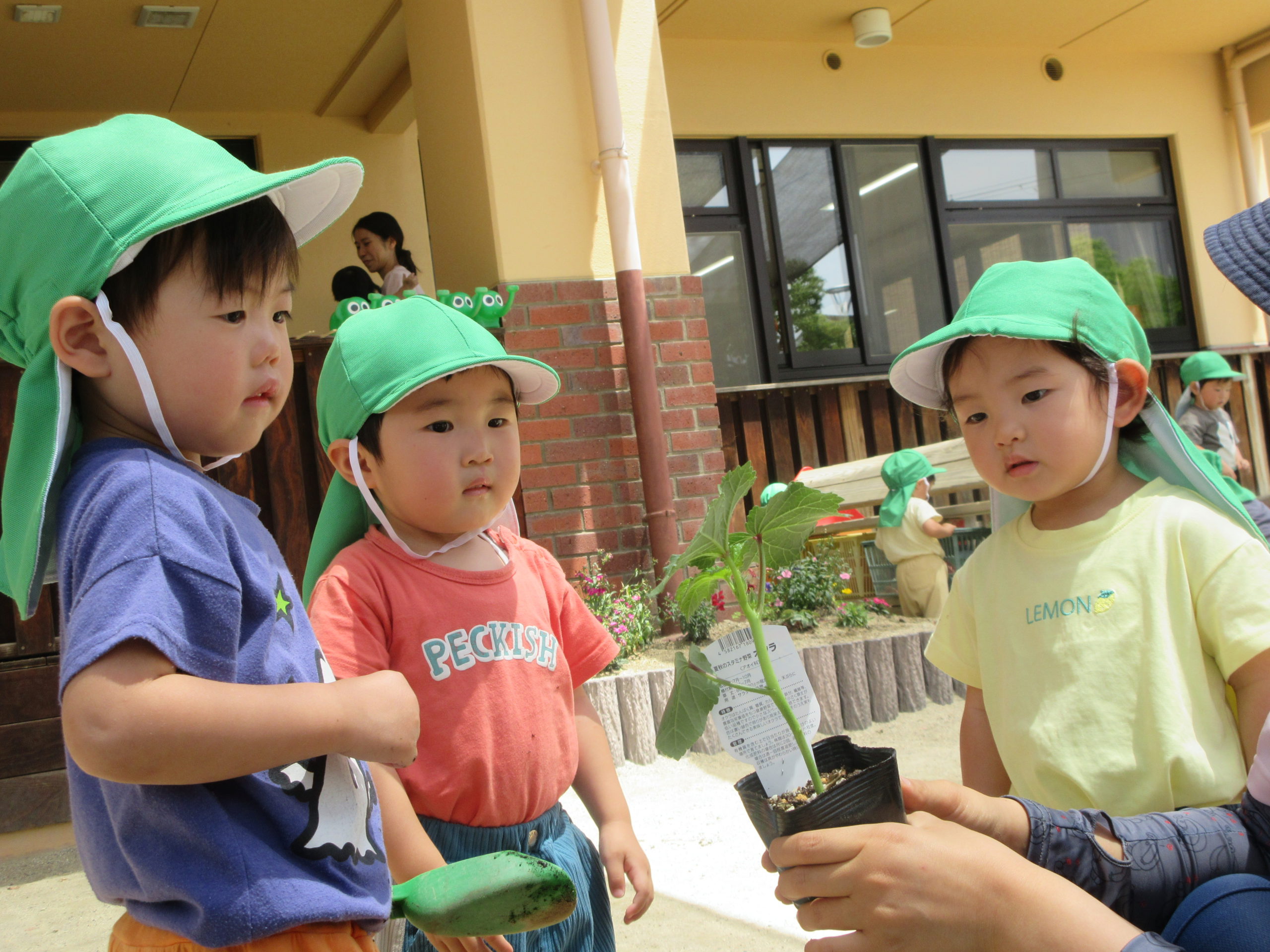 野菜を植えました！【２歳児・すいーとぴー組】