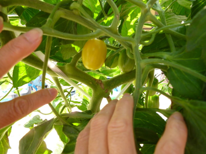 トマトの水耕栽培　アイコ（黄色）　収穫　特養