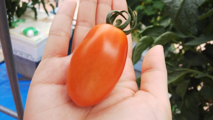 水耕栽培　トマト　アイコ（赤）　美味しそう　みずみずしい実　収穫
