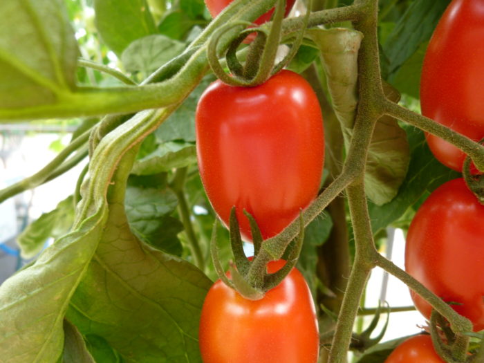 水耕栽培　トマト　アイコ（赤）　みずみずしい実　収穫