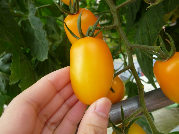 水耕栽培　トマト　アイコ（黄）　大きく成長　みずみずしい実　収穫