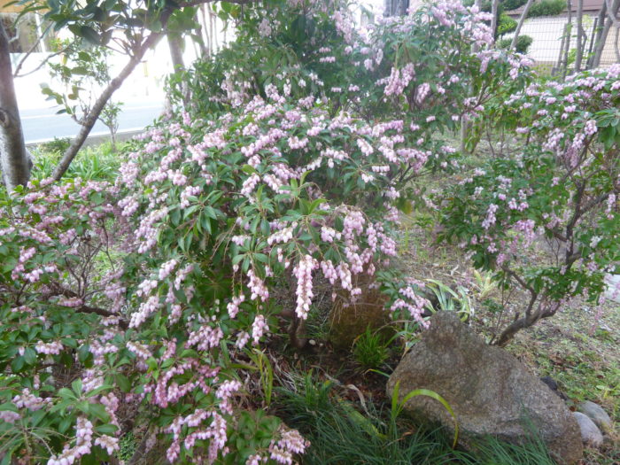 アーバンケア御厨の庭　気分転換　春の花　