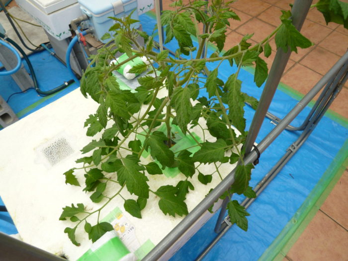 アーバンケア御厨　キュウリとトマトの水耕栽培　きいろの花　成長　実り　水耕栽培