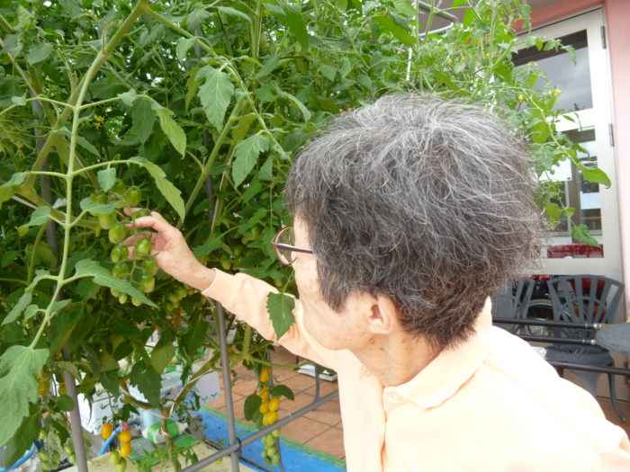 トマトの水耕栽培　アーバンケア御厨　高齢者施設での野菜作り　収穫直前