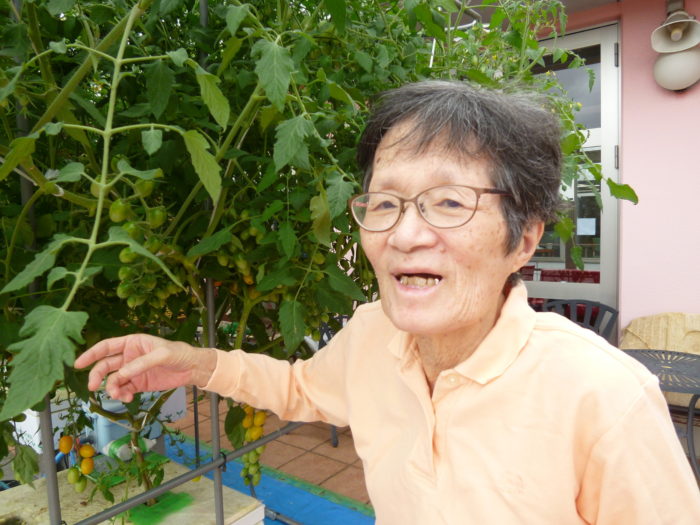 トマトの水耕栽培　アーバンケア御厨　高齢者施設での野菜作り　収穫直前