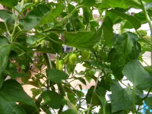 アーバンケア御厨　屋上　水耕栽培　キュウリ　トマト　散歩　コロナ対策